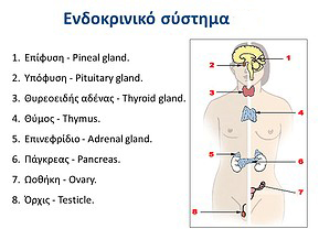 ενδοκρινικο-σύστημα