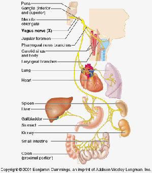 πνευμονογαστρικο-νευρο